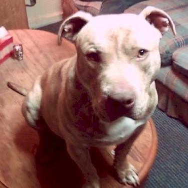 Combs Ozzy Pit Bull.jpg